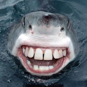 Meet your Posher, Murphy